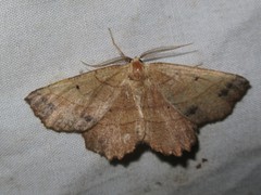 Euchlaena johnsonaria