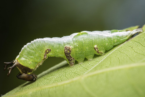 Wavy-lined Heterocampa Moth photo 4