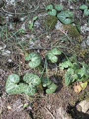 Asarum