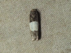 Epiblema tripartitana