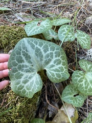 Asarum