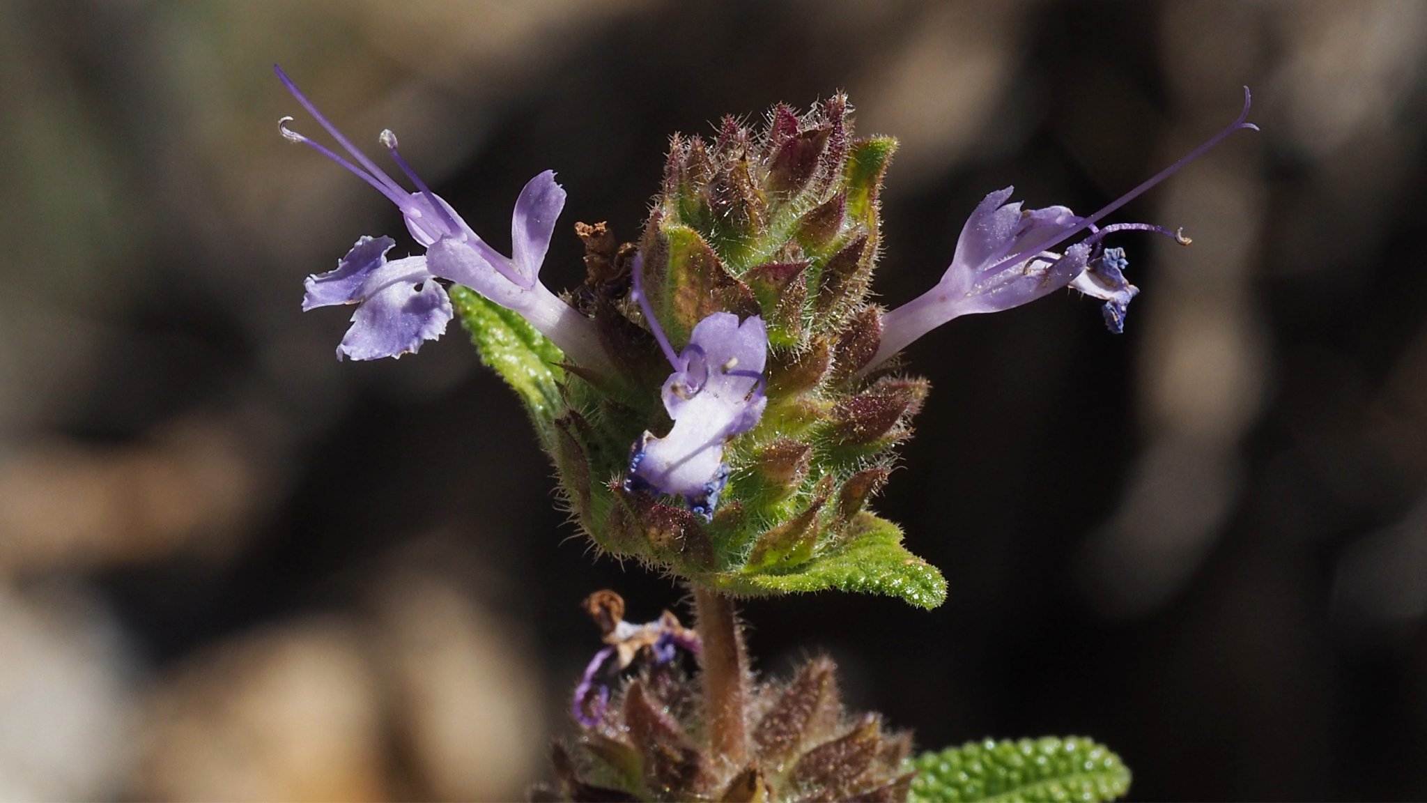 Salvia eremostachya