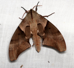 Coequosa australasiae