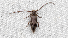 Exocentrus adspersus