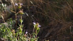 Salvia eremostachya
