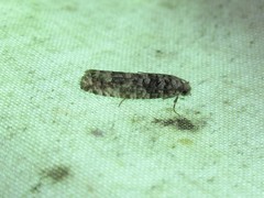 Retinia gemistrigulana