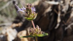 Salvia eremostachya
