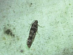 Retinia gemistrigulana