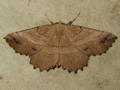 Euchlaena johnsonaria