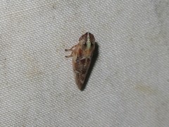 Aphrophora saratogensis