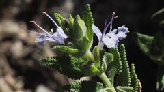 Salvia eremostachya