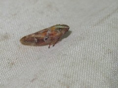 Aphrophora saratogensis