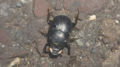Onthophagus lenzii