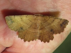 Euchlaena johnsonaria