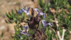 Salvia eremostachya