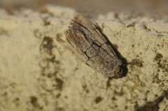 Sympistis ragani