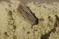 Sympistis ragani