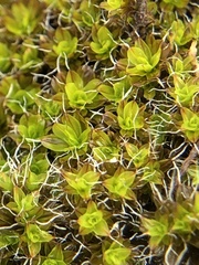 Syntrichia laevipila