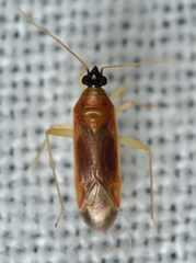 Phylus melanocephalus