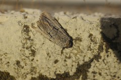 Sympistis ragani