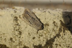 Sympistis ragani