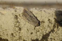 Sympistis ragani