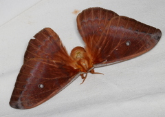 Syntherata janetta