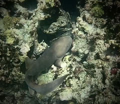 Nurse shark