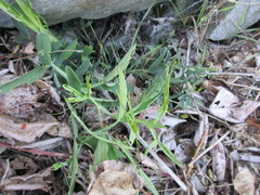 Lathyrus odoratus