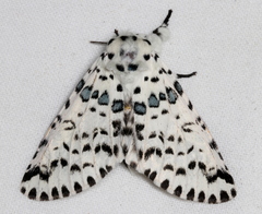 Kamalia australis