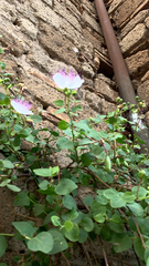 Capparis spinosa