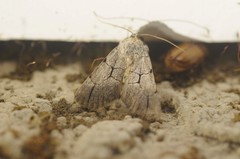 Sympistis ragani