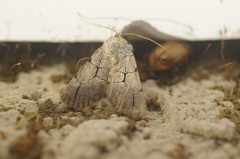 Sympistis ragani