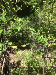 Dracophyllum sinclairii