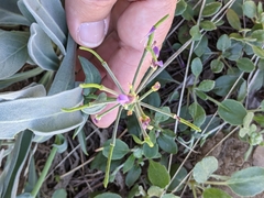 Phoenicaulis cheiranthoides