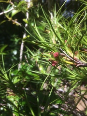 Dracophyllum sinclairii