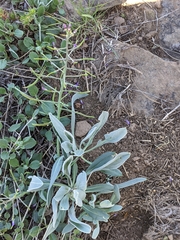 Phoenicaulis cheiranthoides