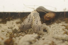 Sympistis ragani
