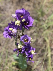 Eustoma russellianum