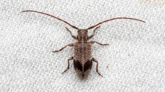 Exocentrus punctipennis
