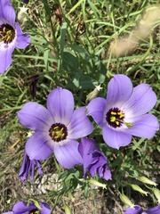 Eustoma russellianum