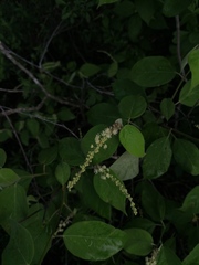 Croton adspersus