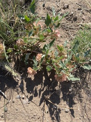 Tripterocalyx micranthus