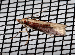 Ptyomaxia trigonogramma