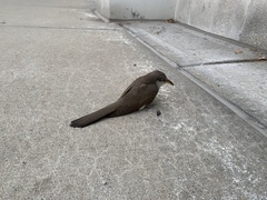 Coccyzus americanus