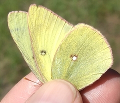Colias occidentalis