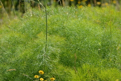 Peucedanum officinale