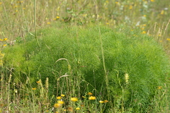 Peucedanum officinale
