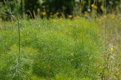 Peucedanum officinale