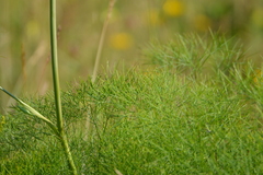 Peucedanum officinale